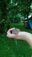 Sceloporus cyanogenys