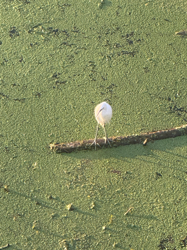 Little Egret