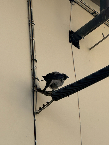 Hooded Crow