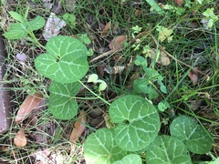 Aristolochia fimbriata