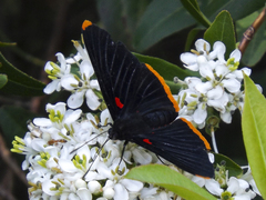 Melanis smithiae smithiae