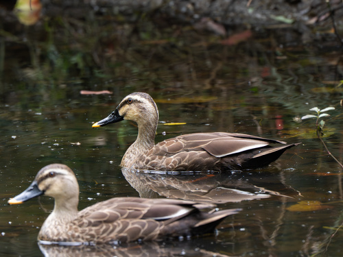 Eastern Spot-billed Duck