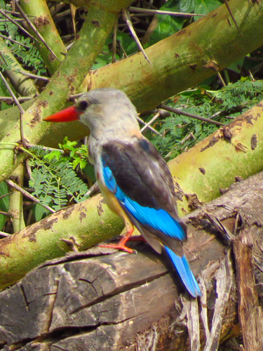 iNaturalist image