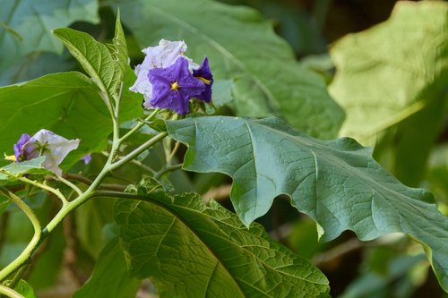 Solanum wrightii observed 2026-09-10