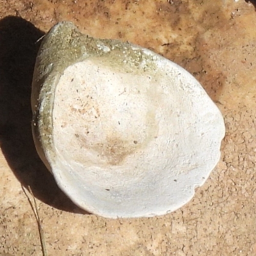 Reginaia ebenus observed 2026-09-28