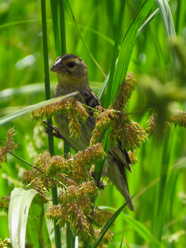 iNaturalist image