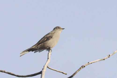 Townsend's Solitaire