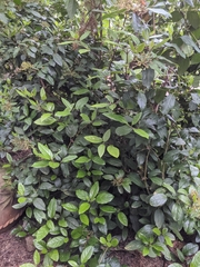 Magnoliopsida