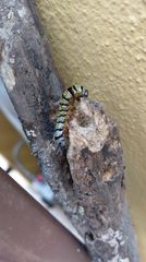 Androloma disparata