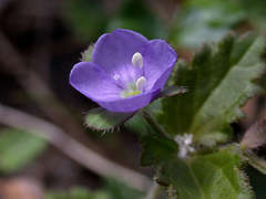 Veronica calycina