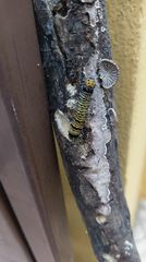 Androloma disparata