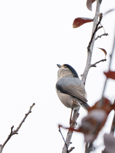 Silver-throated Tit