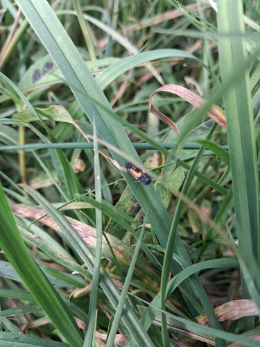 Asian Lady Beetle