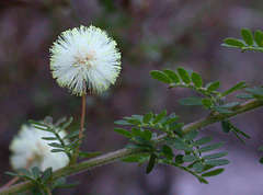 Acacia mitchellii
