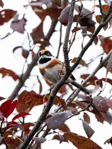 Black-throated Tit