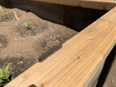 Hemileuca eglanterina