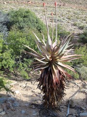 Aloe comosa