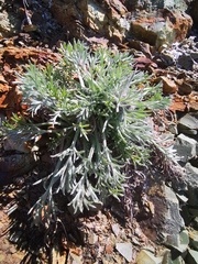 Artemisia furcata