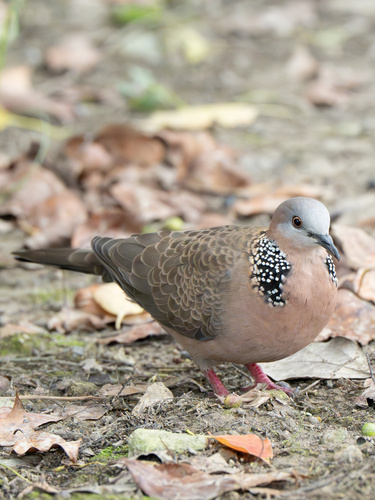 Spotted Dove