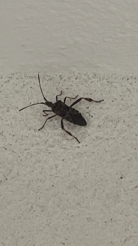 Western Conifer Seed Bug