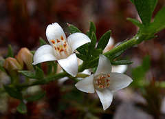 Cyanothamnus nanus nanus