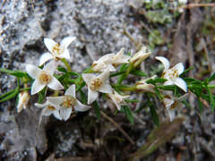 Cyanothamnus nanus nanus