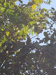 Myiodynastes maculatus