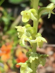 Platanthera cooperi