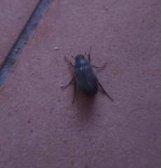 Coleoptera