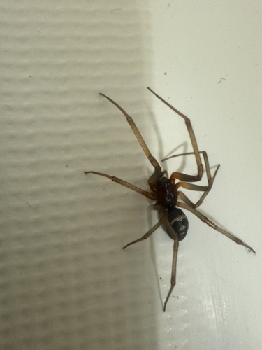 False Black Widow