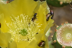 Macrotera