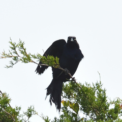 Quiscalus major