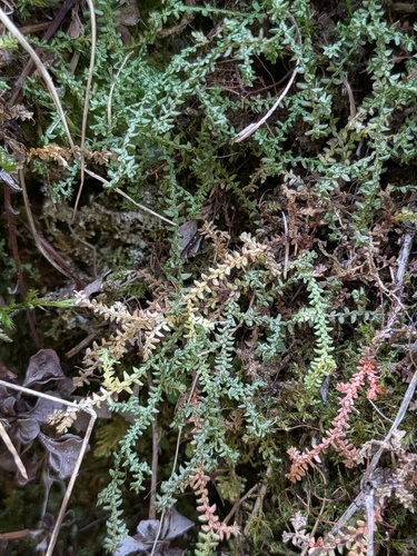 Selaginella helvetica observed 2026-09-26