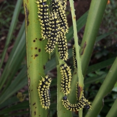 Leucanella viridescens
