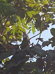 Myiodynastes maculatus