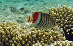 Chaetodon paucifasciatus