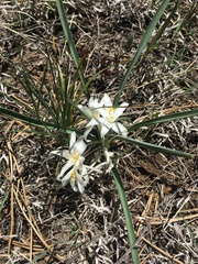 Leucocrinum