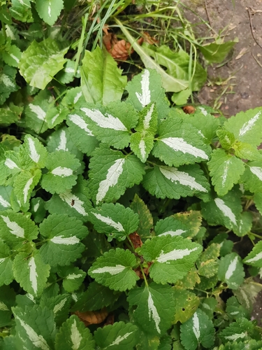 Spotted deadnettle