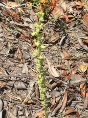 Piperia
