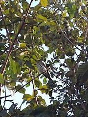 Myiodynastes maculatus