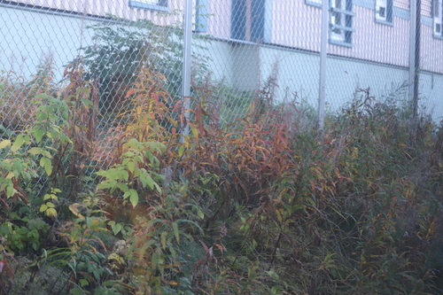 fireweed