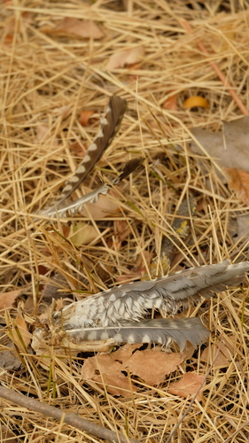 Plume de Pic de Sharpe