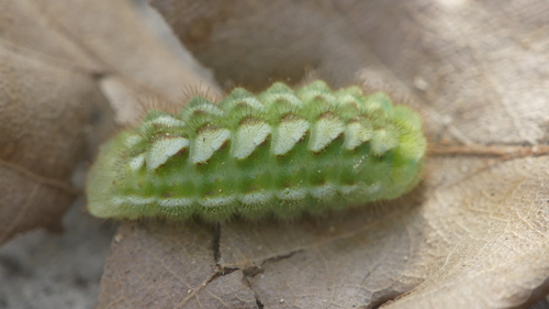 Green Hairstreak