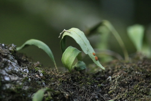 Pleopeltis macrocarpa observed 2026-09-24
