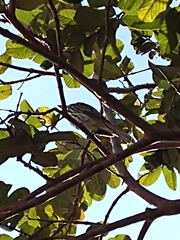 Myiodynastes maculatus