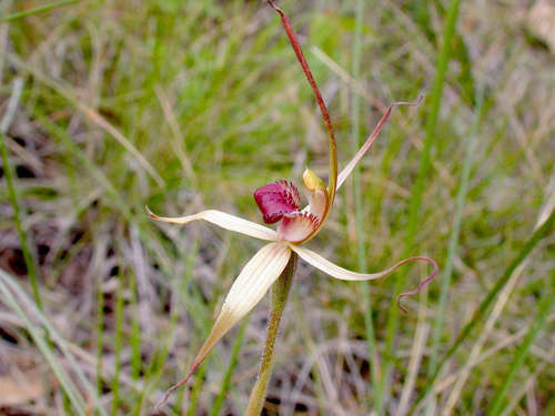 Image of Caladenia oenochila by (c) Lorraine Phelan, some rights reserved (CC BY)