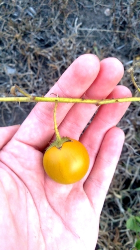 Cockroach Berry