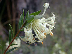 Pimelea linifolia linifolia