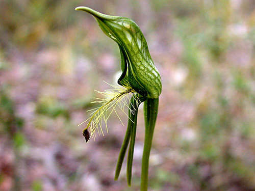 Image of Pterostylis plumosa by (c) Lorraine Phelan, some rights reserved (CC BY)
