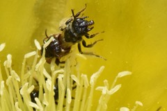 Macrotera